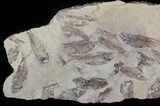 Fossil Fish (Gosiutichthys) Mortality Plate - Lake Gosiute #63157-2